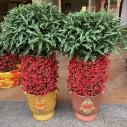 黄金万两