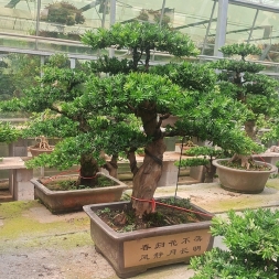 罗汉松