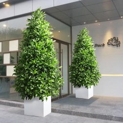 宁波租植物