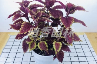 浙江暗香园林租花草服务咨