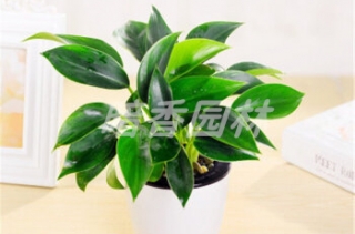 绿钻的养殖方法和注意事项？