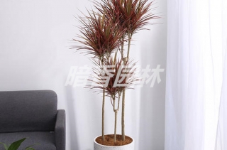 千年木的养殖方法和注意事项
