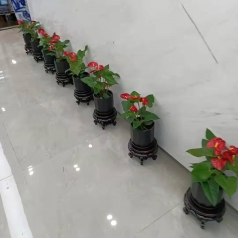 植物租赁
