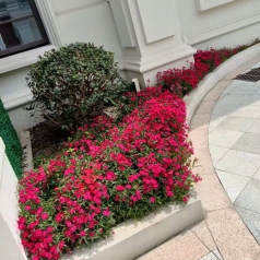 植物租赁