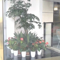 植物租赁
