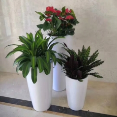 植物租赁