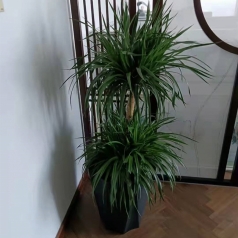 植物租赁